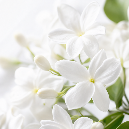 Jasmine